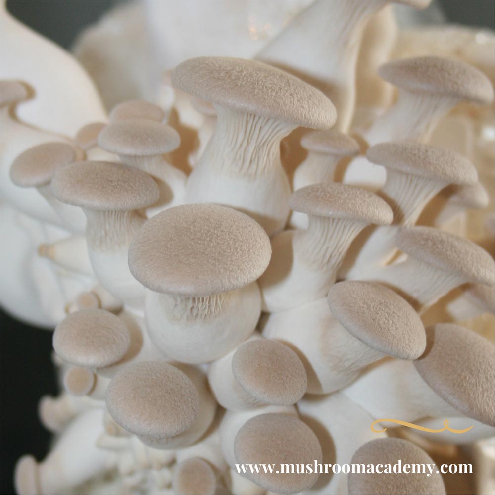 King Oyster Mushrooms
